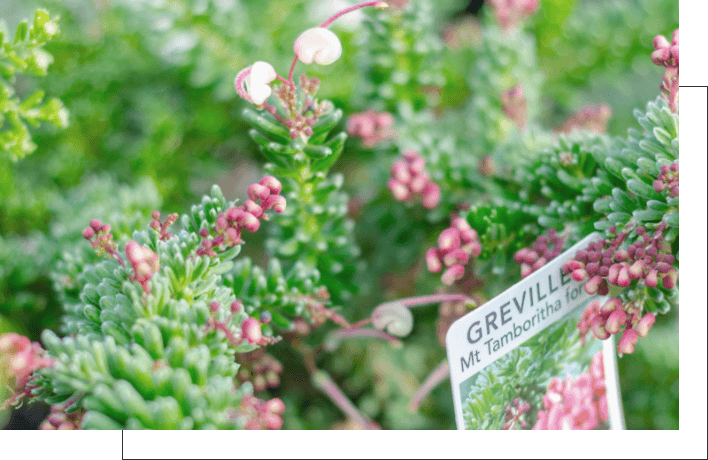 Grevillea Lanigera (Mt Tamboritha form) - Plants Geelong