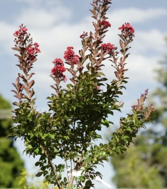 Lagerstroemia (Crepe Myrtle Red Magic) - Plants Geelong
