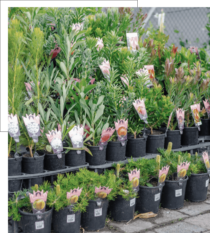 beautiful plants display - Plants Geelong