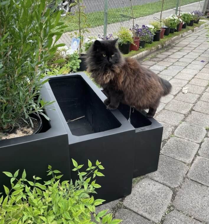 cat in garden pot