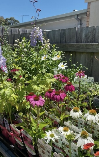 colourful echinacea - Garden Design Geelong