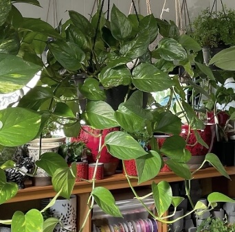 hanging plants pothos - Plants Geelong