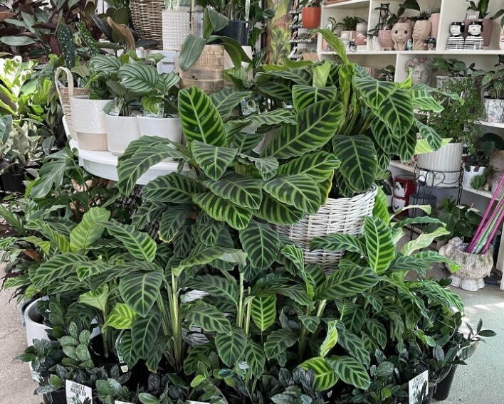 indoor plants in woven basket - Plants Geelong
