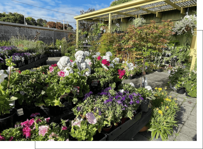 flowering plants - Garden Design Geelong
